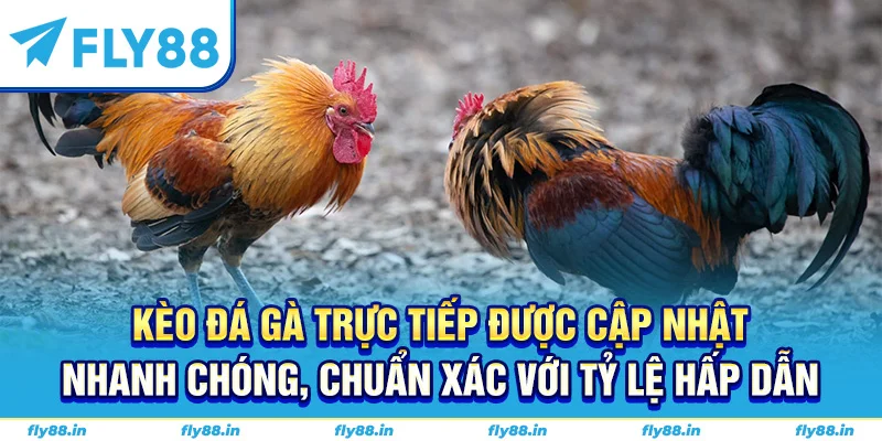 Kèo đá gà trực tiếp được cập nhật nhanh chóng, chuẩn xác với tỷ lệ hấp dẫn